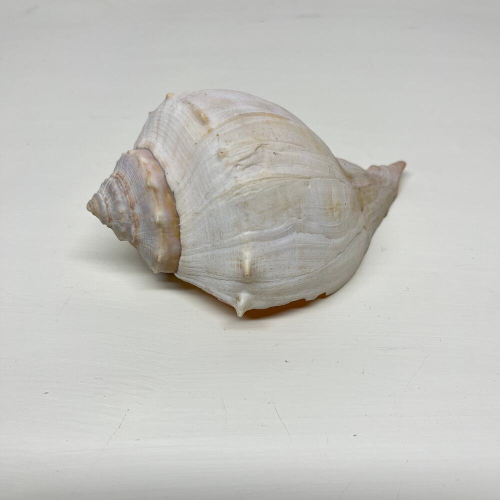 Knobbed Whelk Shell Beach Seashell Mollusk